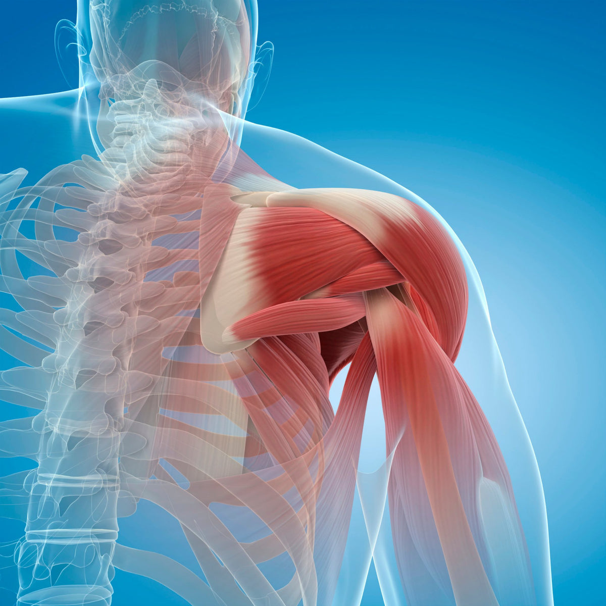 Biomecánica Del Hombro II: Movimientos y Acciones Musculares sobre la Escápula y el Húmero - Gaman Training