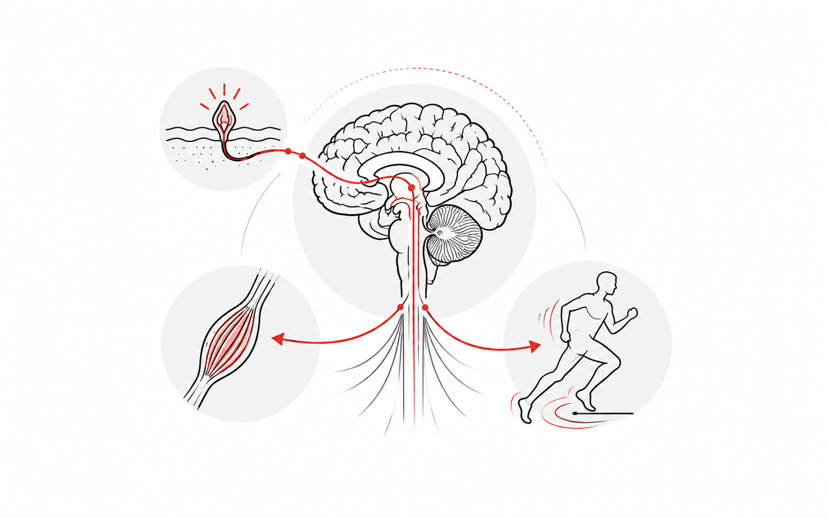 Sistema nervioso, integración sensorial y movimiento en neurología funcional