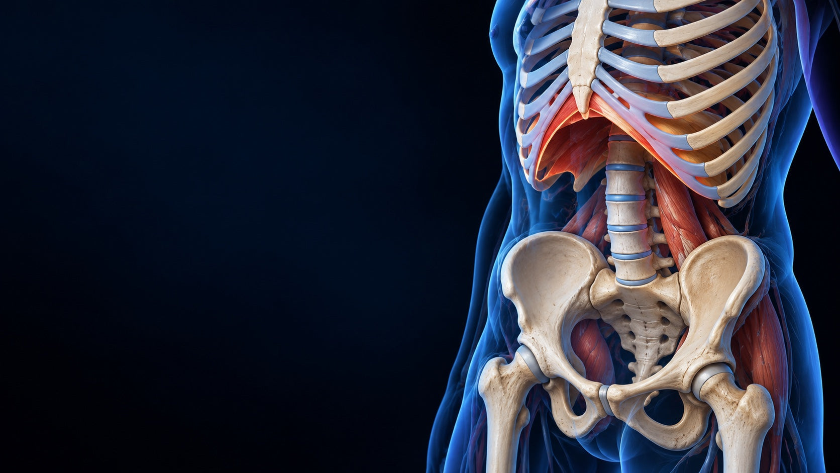 Ángulo infraesternal y pelvis: cómo interpretar el ISA